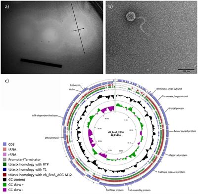 Synergistic Antimicrobial Interaction between Honey and Phage against Escherichia coli Biofilms